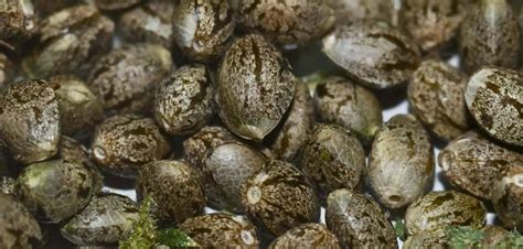 Cannabis seed guide - info about weed seeds. - Dagga Seeds