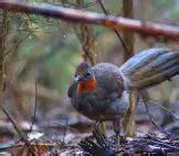 Lyrebird - Description, Habitat, Image, Diet, and Interesting Facts