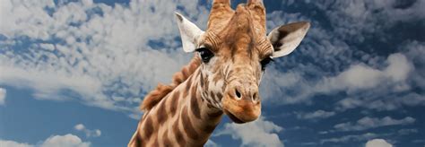 Is giraffe milk the latest superfood?