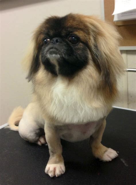 Pin On Pekingese