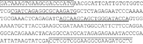 Figure From Fetal Sex Determination Of Macaque Monkeys By A Nested PCR Using Maternal Plasma