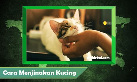 Cara Menjinakan Kucing Agar Nurut Dengan Majikan Dan Orang Baru