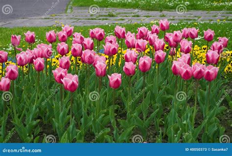 Tulip In Bed Stock Photo Image 40050373