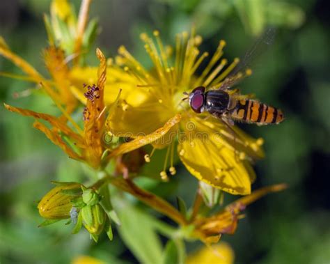 Enfoque Poco Profundo De Una Abeja Que Se Poliniza Sobre Una Flor