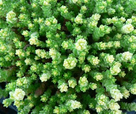 sedum acre aureum leesas alpines