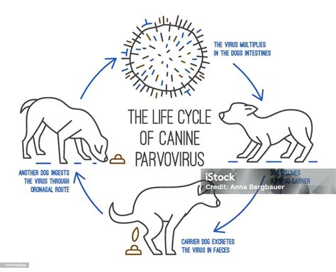 life cycle  parvovirus  dogs canine gastrointestinal disease
