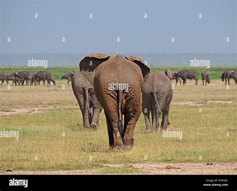 Rear African Elephants Ear Hi Res Stock Photography And Images Alamy