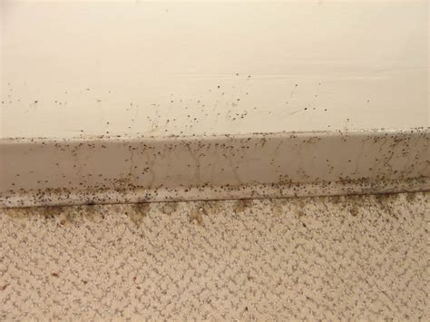 Bed Bug Poop 101: Identification & Dangers [with Pictures]