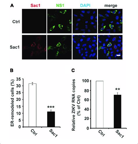 Sac1 Overexpression Interfered With Ns1 Induced Er Remodeling And