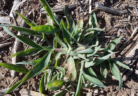 Pata de gallina (Digitaria sanguinalis) - Summit Agro - Perú - ES