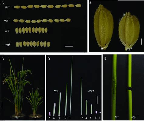 Phenotypes Of Wild Type Wt And Srg1 Mutant A Grain Length B Grain