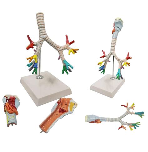 Buy Pathological Human Larynx And Trachea Bronchial Tree Model Human