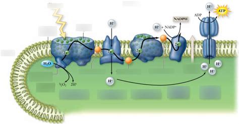 Diagram of Chemiosmosis | Quizlet