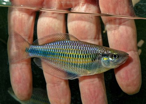 Batanta Rainbowfish Melanotaenia Batanta · Inaturalist