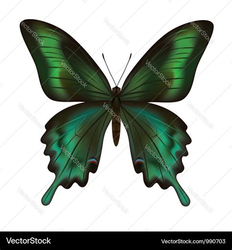 beautiful realistic green butterfly isolated vector image