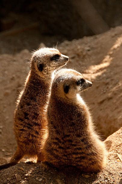 690+ Meerkat Burrow Stock Photos, Pictures & Royalty-Free Images - iStock