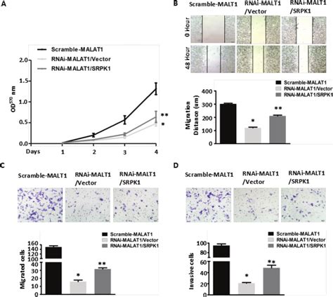 Overexpression Of SRPK1 In MALAT1 Deficient RNAi MALAT1 SW480 Cells