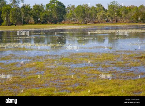 Anbangbang Billabong In Kakadu National Parkaustralia Stock Photo Alamy