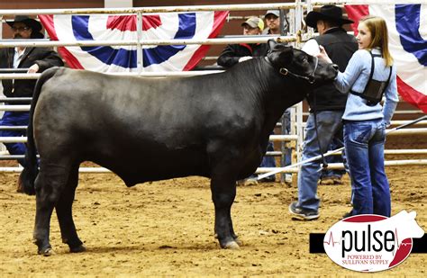 San Angelo Stock Show I Junior Steer Black Cross Division The Pulse