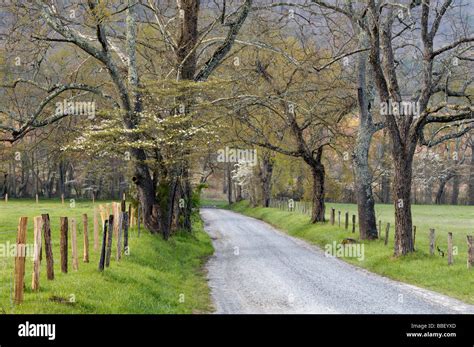 Spring Morning On Sparks Lane In Cades Cove Of The Great Smoky