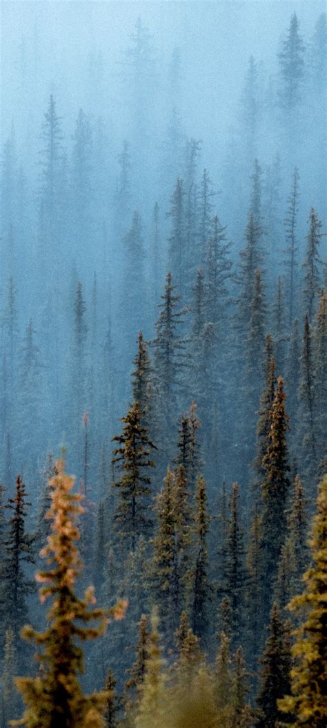 Foggy forest Wallpaper 4K, Pine trees, Daytime