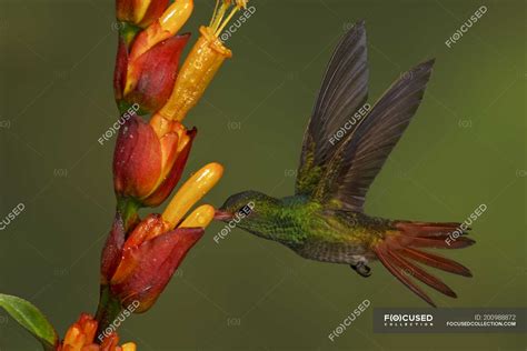 Rufous-tailed hummingbird feeding at flowers in flight in tropical rain ...