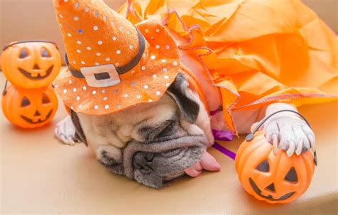 Wallpaper toys, hat, costume, pug, Halloween, pumpkin, Halloween ...