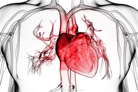 Pericarditis Causes, Diagnosis, and Treatment