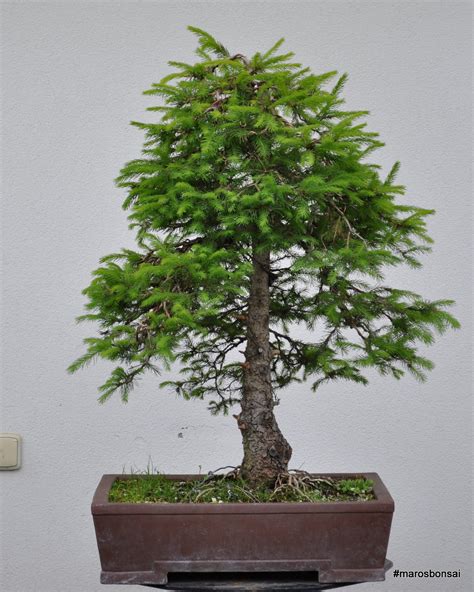 Maros Bonsai Blog Picea Abies No