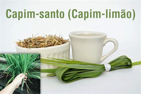 Benefícios Capim Santo - QUANDO FALA O CORAÇÃO: Conheça os benefícios do Capim-santo (capim-limão)