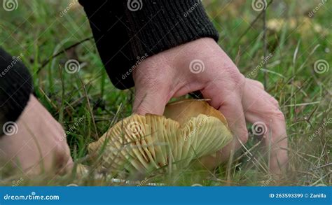 Picking Cuphophyllus Pratensis Mushrooms In A Meadow Stock Video