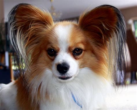 Papillon Wallpapers - Wallpaper Cave
