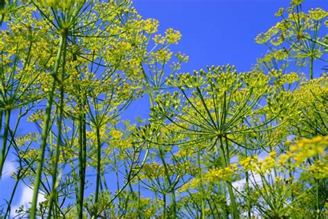 Как вырастить фенхель: посев на рассаду, посадка и уход в грунте ...