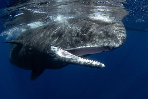 Wildlife Guide: Sperm Whale Facts - Quark Expeditions