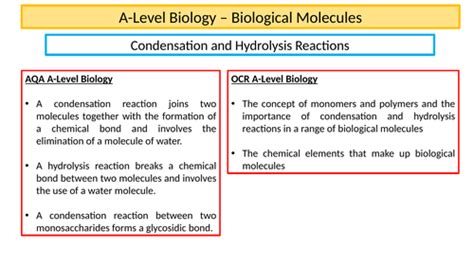 Condensation & Hydrolysis Reactions A-Level Biology | Teaching Resources