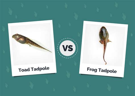 Toad Tadpoles vs Frog Tadpoles: Vet-Reviewed Differences (With Pictures ...