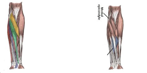 Superficialintermediate Muscles Of Anterior Forearm Diagram Quizlet