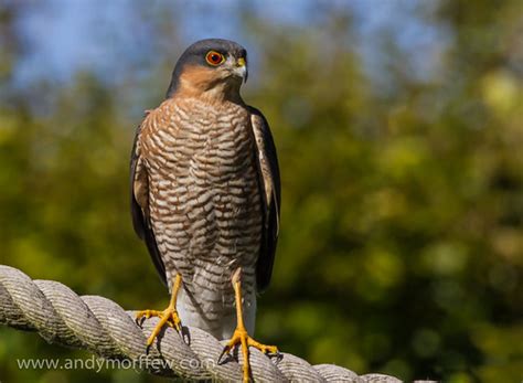 Sparrowhawk | This male sparrowhawk is shown catching his br… | Flickr