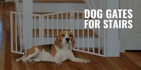 7 Best Dog Gates for Stairs – Mounted, Free-standing, Reviews & FAQs