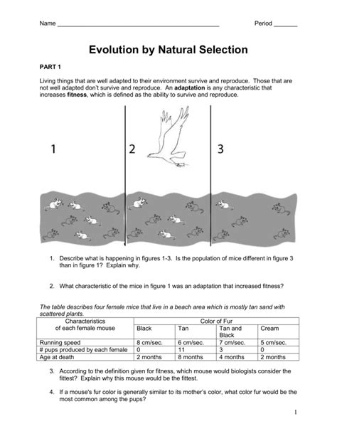 Evolution By Natural Selection Worksheet Answers — Db