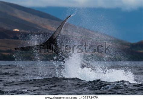 Humpback Whale Peduncle Throw Hawaii Maui Stock Photo