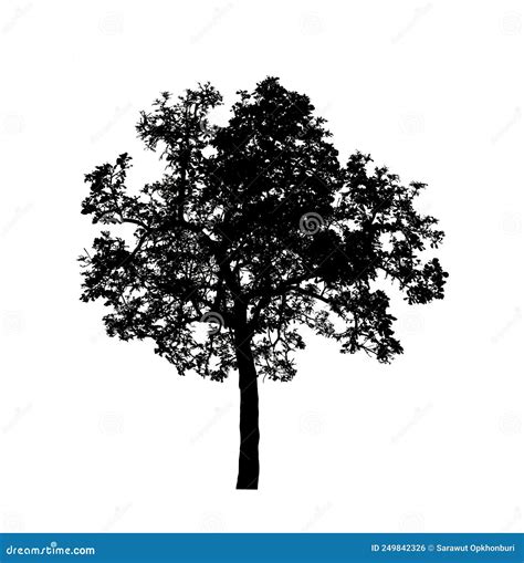 Tree Silhouettes Isolated on White Background . Stock Photo - Image of ...