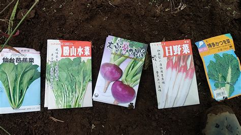 秋冬野菜の種まき！｜【伝統野菜、自然農の専門家】食べて学ぶ通販！伝統野菜と変わり種野菜 佐々木農園～そうぶファーム～