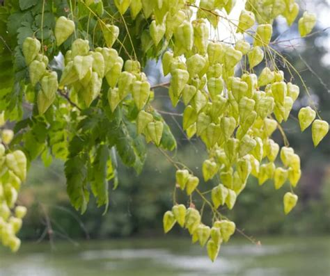 Golden Rain Tree Gardenia