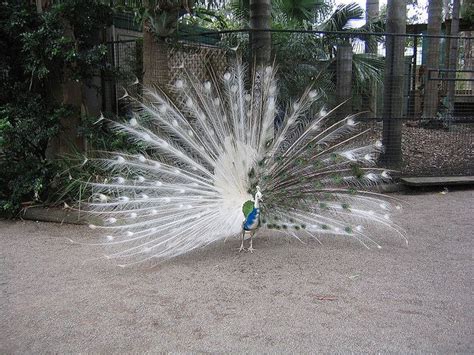 Half albino Peacock | Albino animals, Animals, Rare albino animals