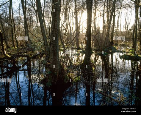 Alder Carr Frensham Common Surrey England Waterlogged Wooded