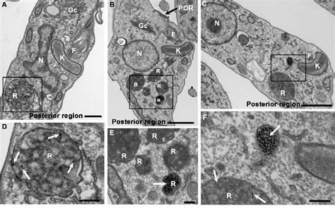 Loss of the cytostome-cytopharynx and endocytic ability are late events in Trypanosoma cruzi ...