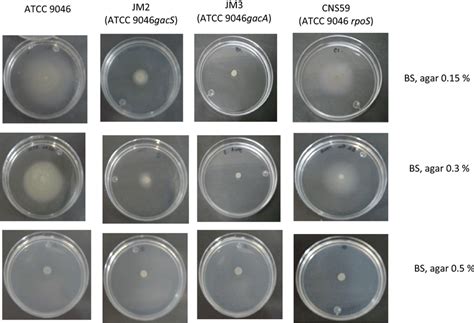 Motility Assay Of A Vinelandii Strains The Cells Were Cultivated Over