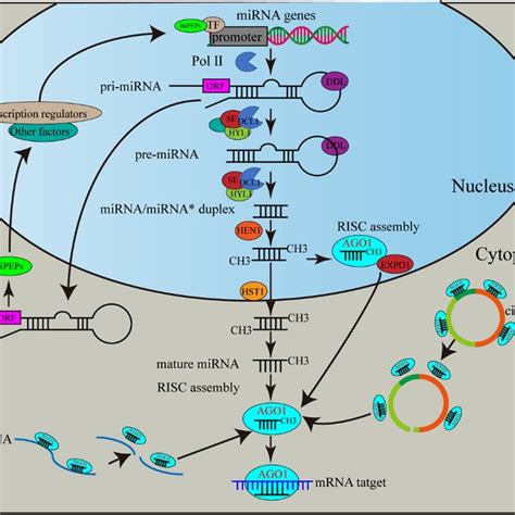 Regulatory Networks Of MiRNAs And Their Target Genes Involved In Plant