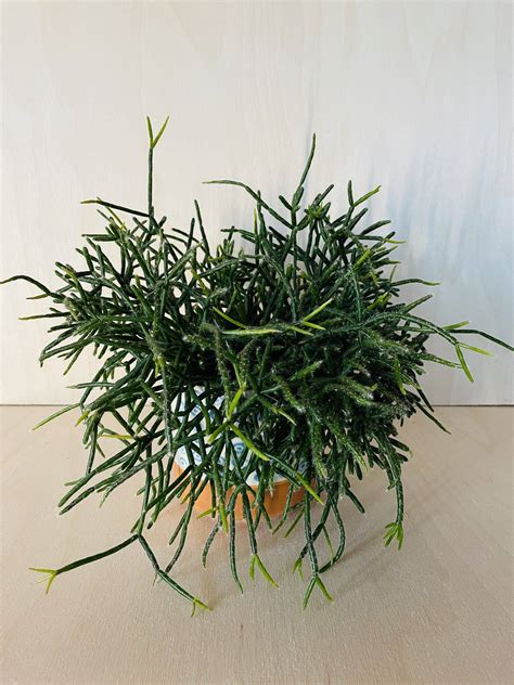Rhipsalis Burchelli stek - Kweeklust webshop